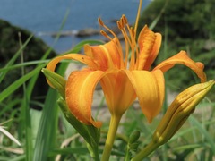 Hemerocallis fulva