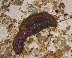 Holothuria grisea