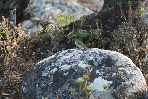 Socotra White-eye (Zosterops socotranus), photo 2