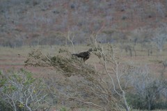 Buteo socotraensis
