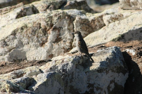 Socotra Sparrow (Passer insularis), photo 8
