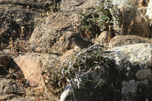 Socotra Sparrow (Passer insularis), photo 7