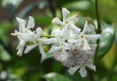Trachelospermum jasminoides