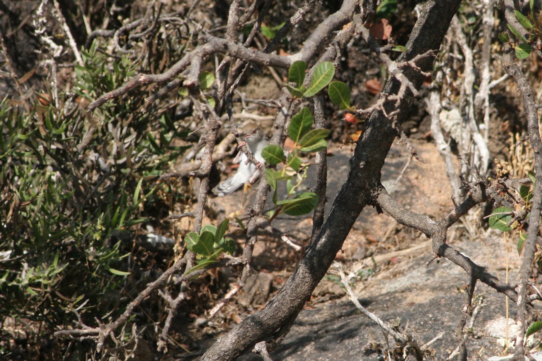 Socotra Warbler (Incana incana), photo 5