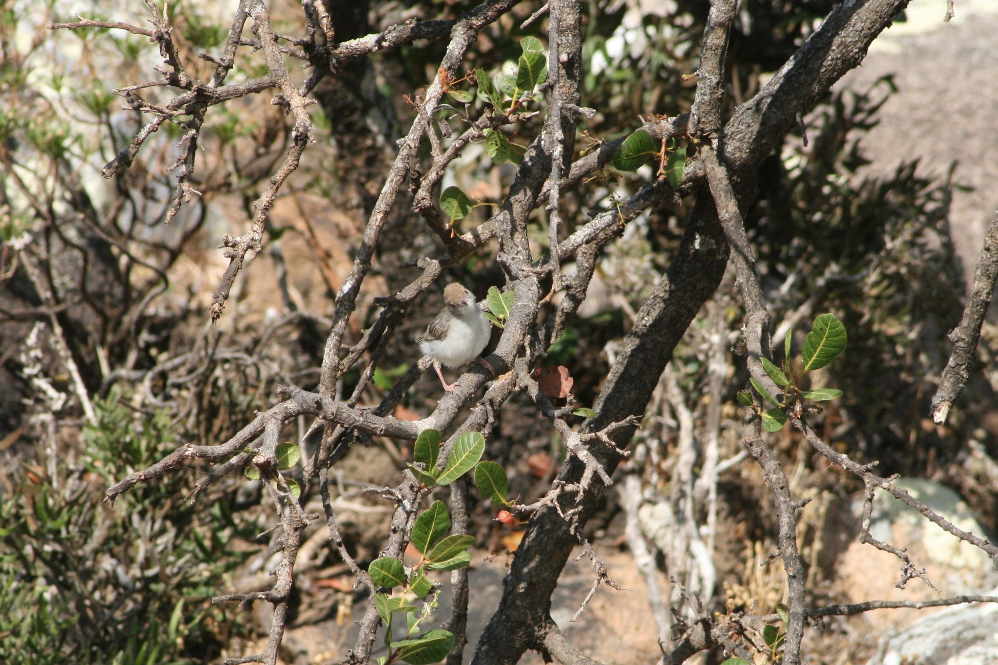 Socotra Warbler (Incana incana), photo 4