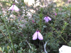 Tetratheca ericifolia