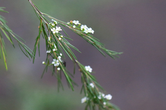 Baeckea linifolia
