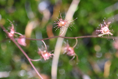 Drosera peltata