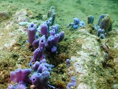 Callyspongia