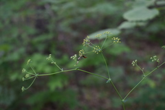Bupleurum longiradiatum