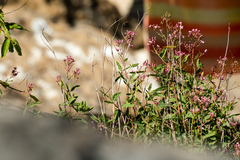 Apocynum venetum