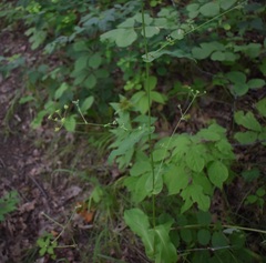 Bupleurum longiradiatum