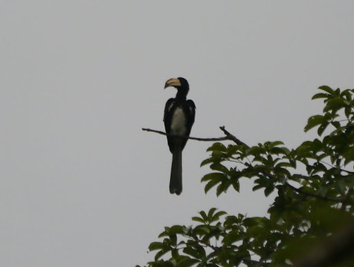 Lophoceros fasciatus