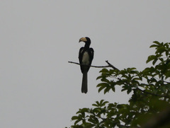 Lophoceros fasciatus