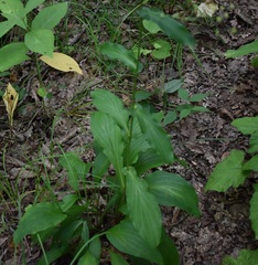 Bupleurum longiradiatum