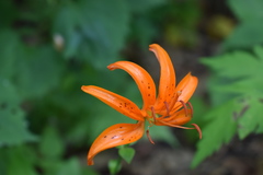 Lilium distichum