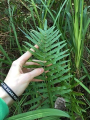 Telmatoblechnum indicum