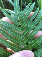 Telmatoblechnum indicum