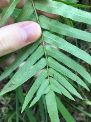 Telmatoblechnum indicum