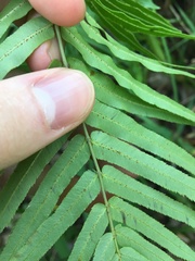 Telmatoblechnum indicum