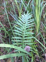 Telmatoblechnum indicum