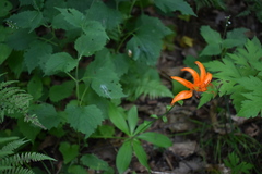 Lilium distichum