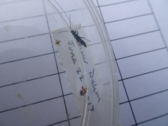 Cantharis flavilabris