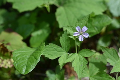 Geranium wilfordii