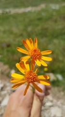 Jacobaea abrotanifolia