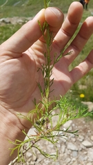 Jacobaea abrotanifolia