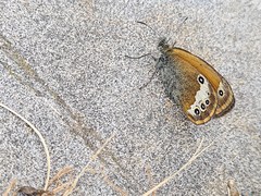 Coenonympha