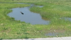 Sturnus vulgaris