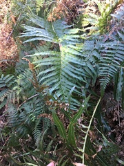 Telmatoblechnum indicum