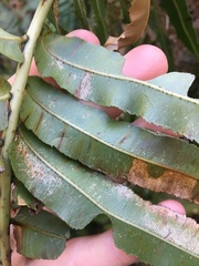 Telmatoblechnum indicum