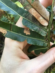 Telmatoblechnum indicum