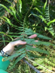 Telmatoblechnum indicum