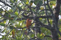 Pelargopsis amauroptera