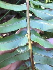 Telmatoblechnum indicum