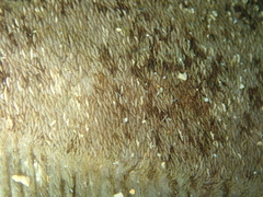 Zeugopterus punctatus