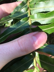 Telmatoblechnum indicum