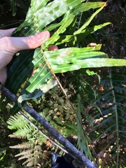 Telmatoblechnum indicum