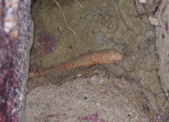 Holothuria grisea