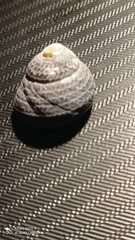 Chlorodiloma adelaidae