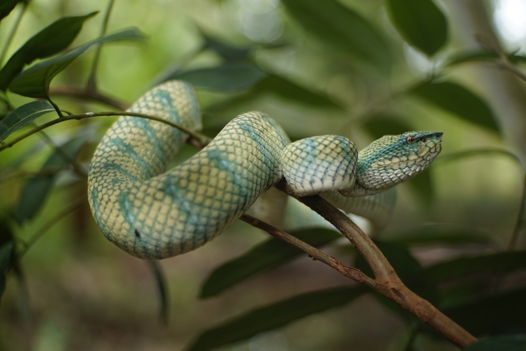 North Philippine Temple Pitviper