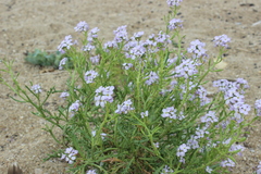 Cakile maritima euxina