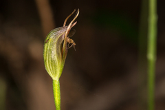 Pterostylis erecta
