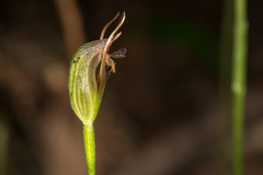 Pterostylis erecta