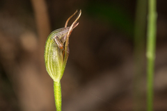 Pterostylis erecta