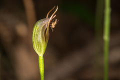 Pterostylis erecta