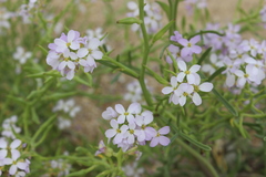 Cakile maritima euxina